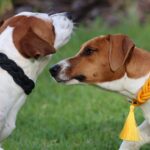 From rescue to runway – Collars that Change Lives