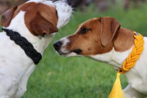 From rescue to runway – Collars that Change Lives