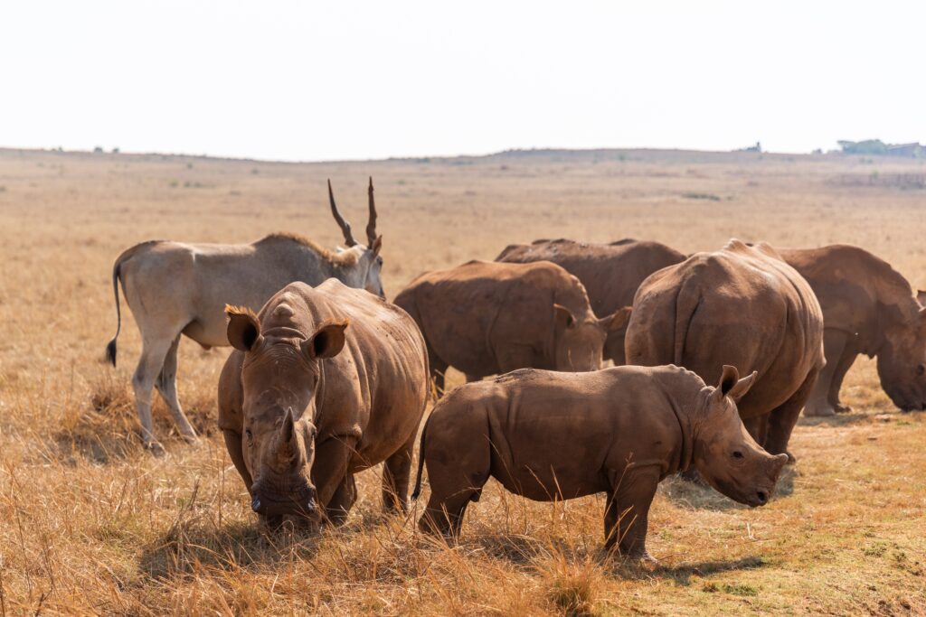 World Rhino Day