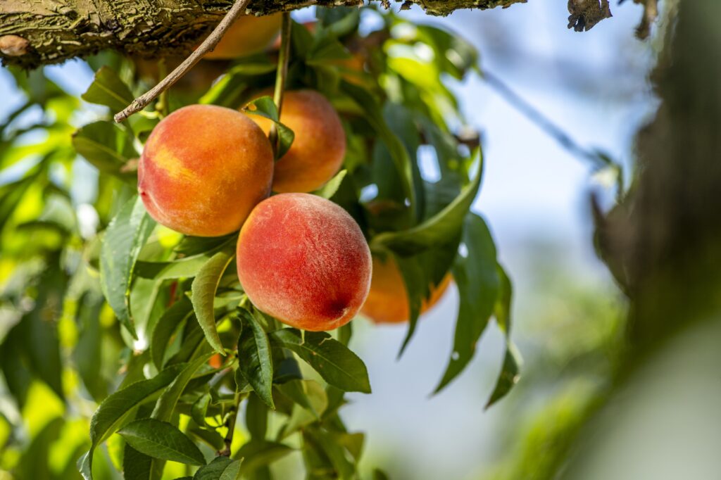 JD_Peach tree JD_Peach tree