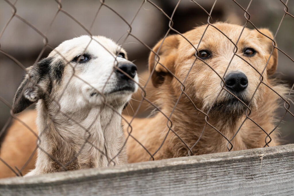 Dogs at the homeless dog shelter. Abandoned dogs Dogs at the homeless dog shelter. Abandoned dogs