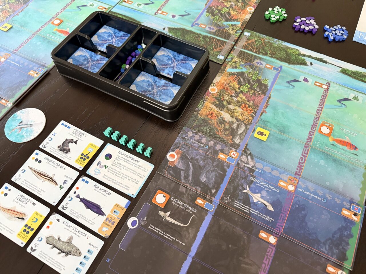 Finspan-Sharks-and-Reefs-Player-Board-Set-Up-1-scaled Finspan-Sharks-and-Reefs-Player-Board-Set-Up-1-scaled